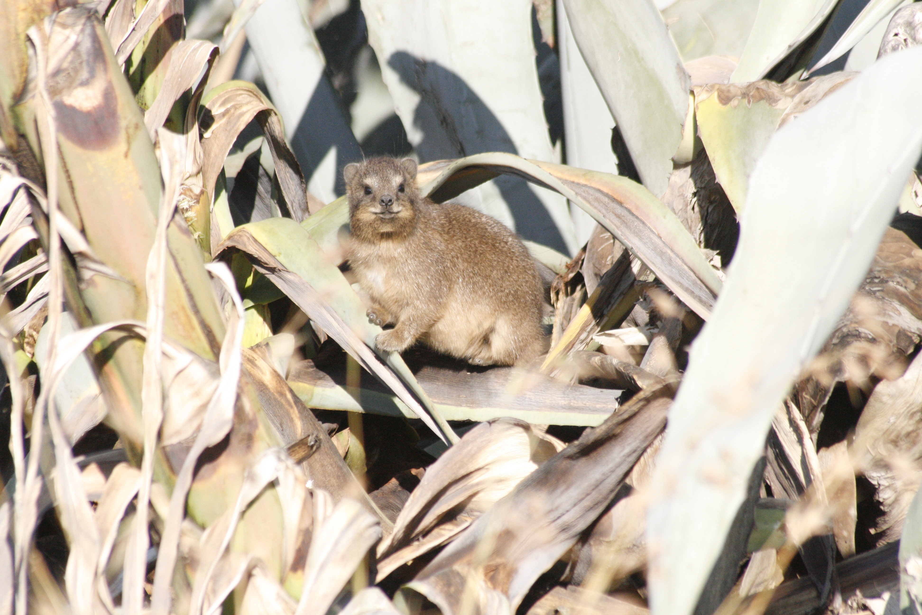 Image of Rock Hyrax