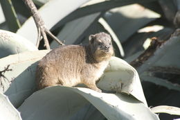 Image of Rock Hyrax