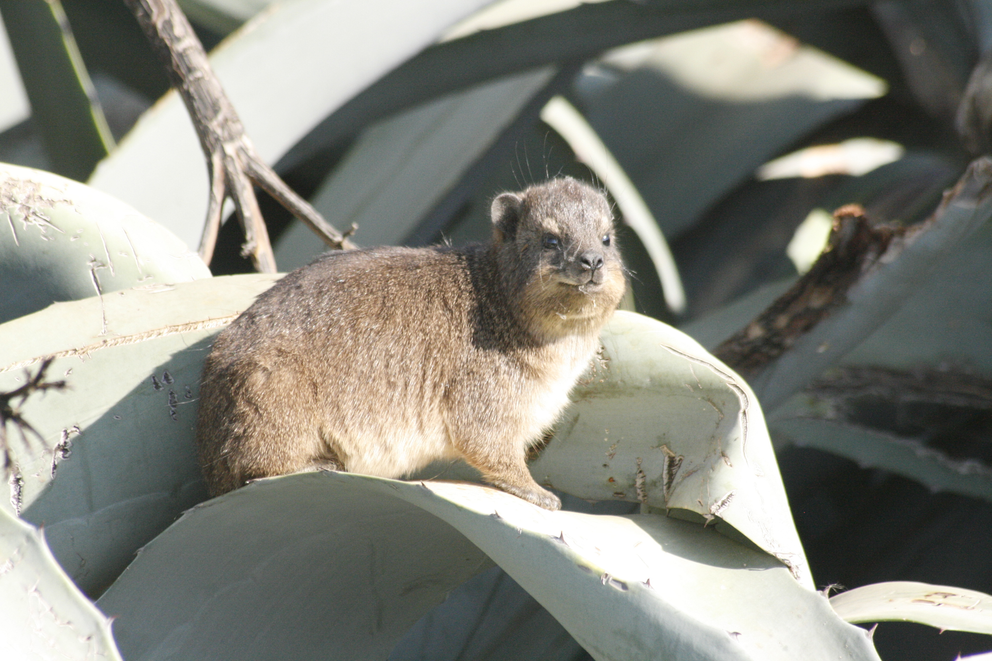 Image of Rock Hyrax