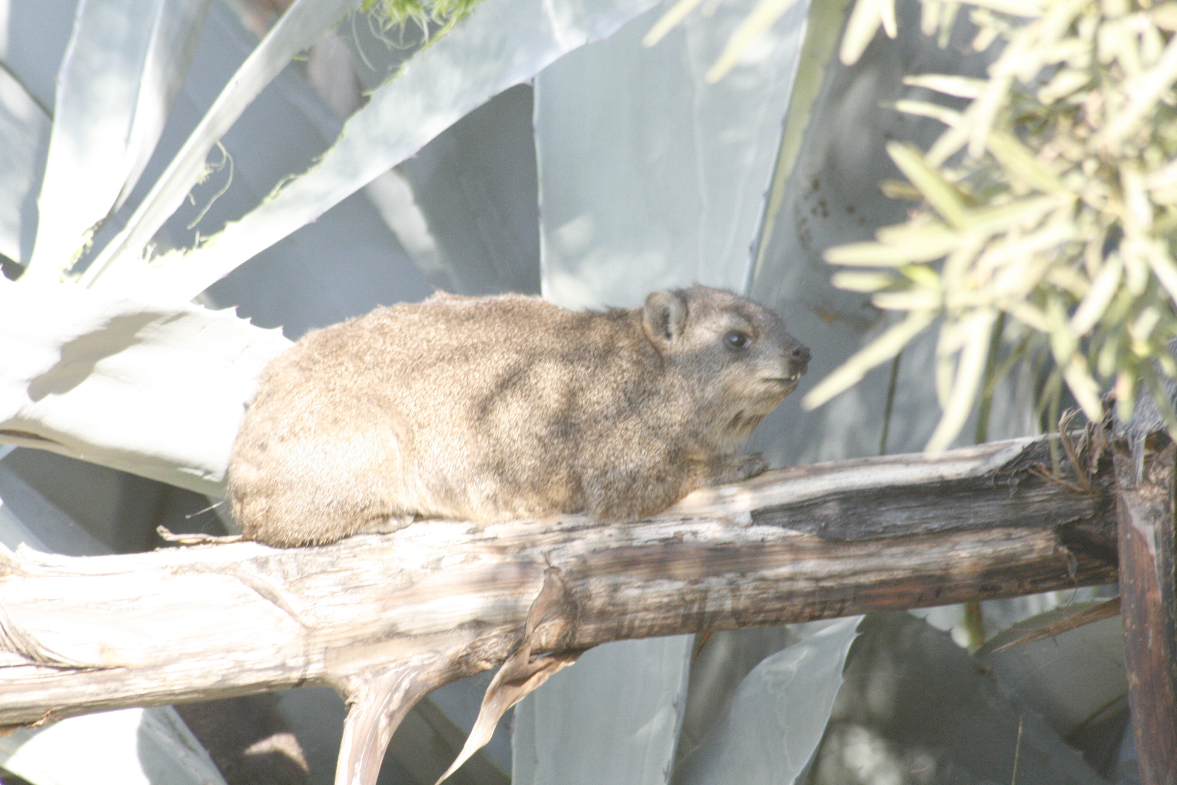 Image of Rock Hyrax