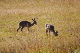 Image of Grey Rhebok