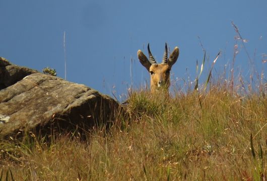 Image de Redunca de montagne