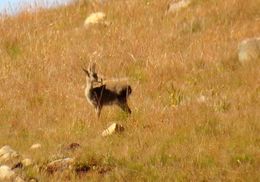 Image of Mountain Reedbuck