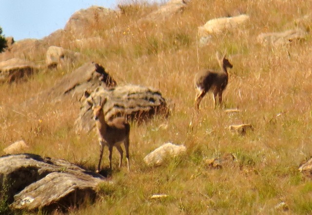 Image de Redunca de montagne