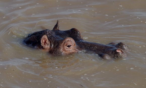 Image of Common Hippopotamus