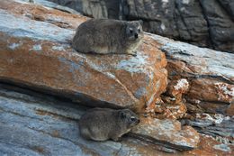 Image of Rock Hyrax