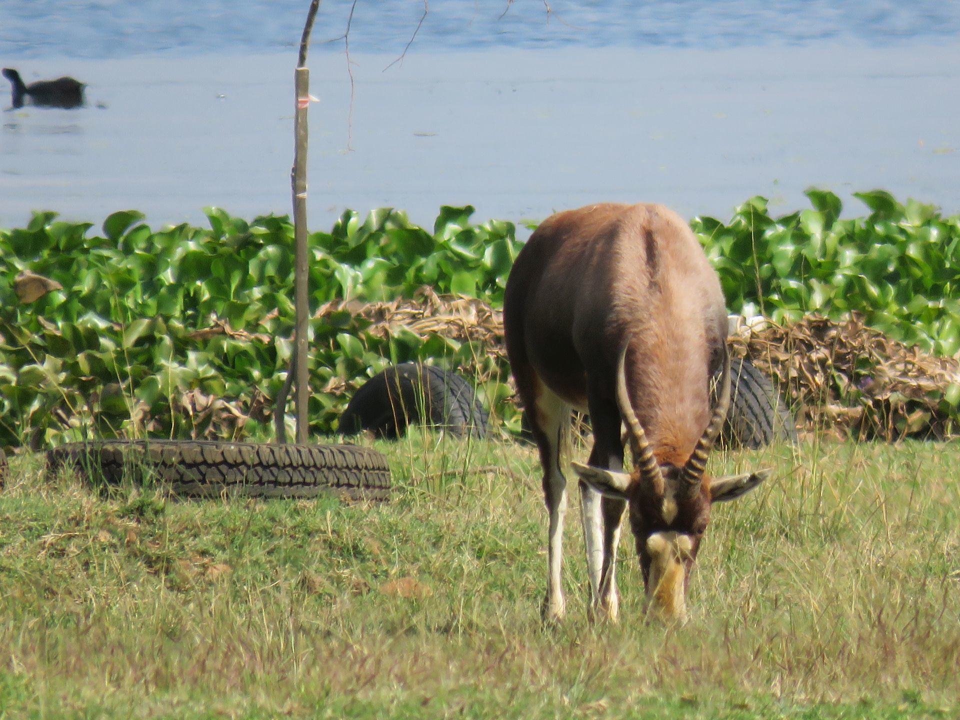 Image of Blesbok