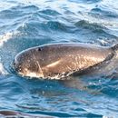 Image of Southern Longfinned Pilot Whale