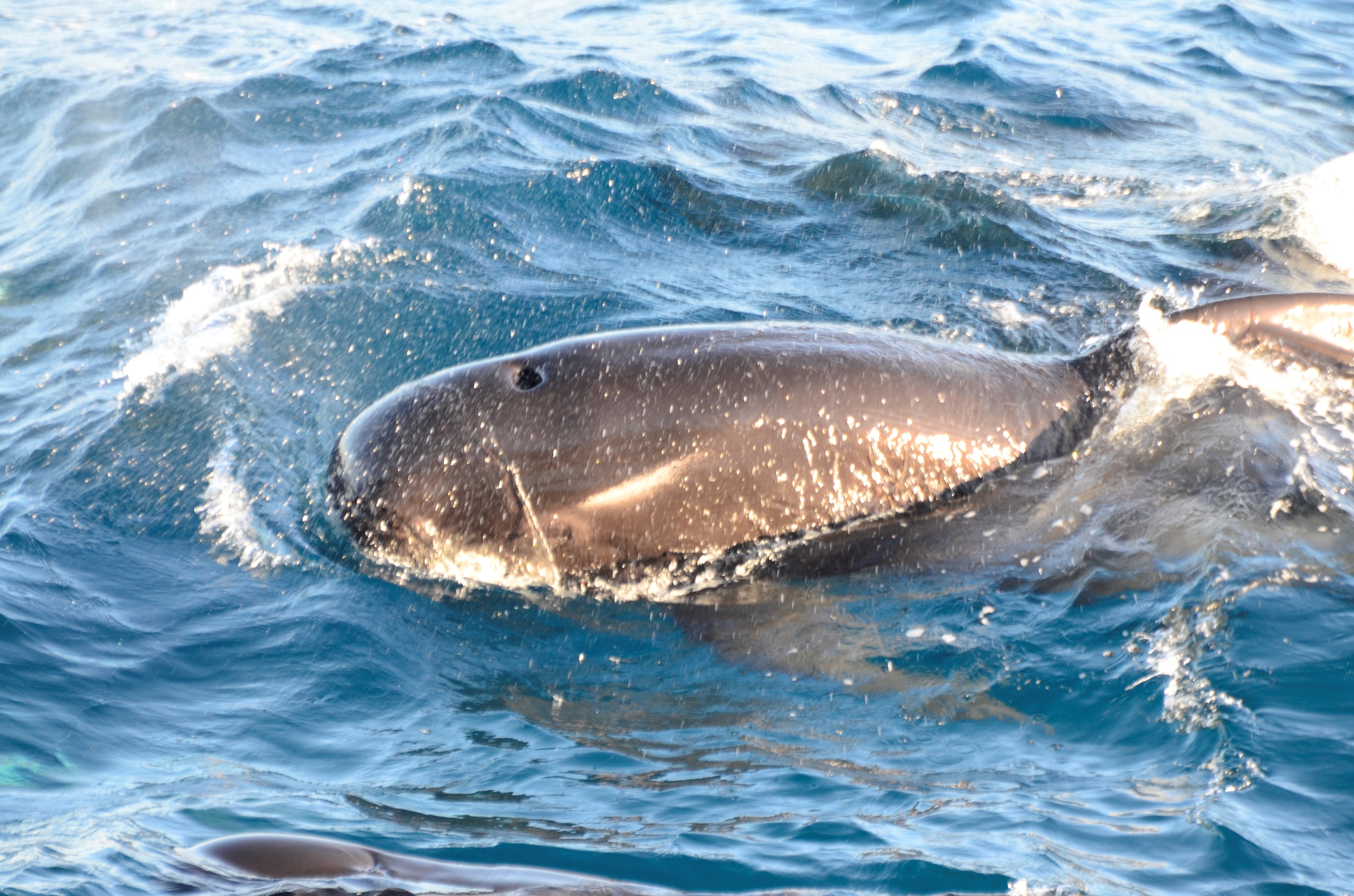 Image of Southern Longfinned Pilot Whale