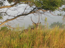 Image of Ellipsen Waterbuck