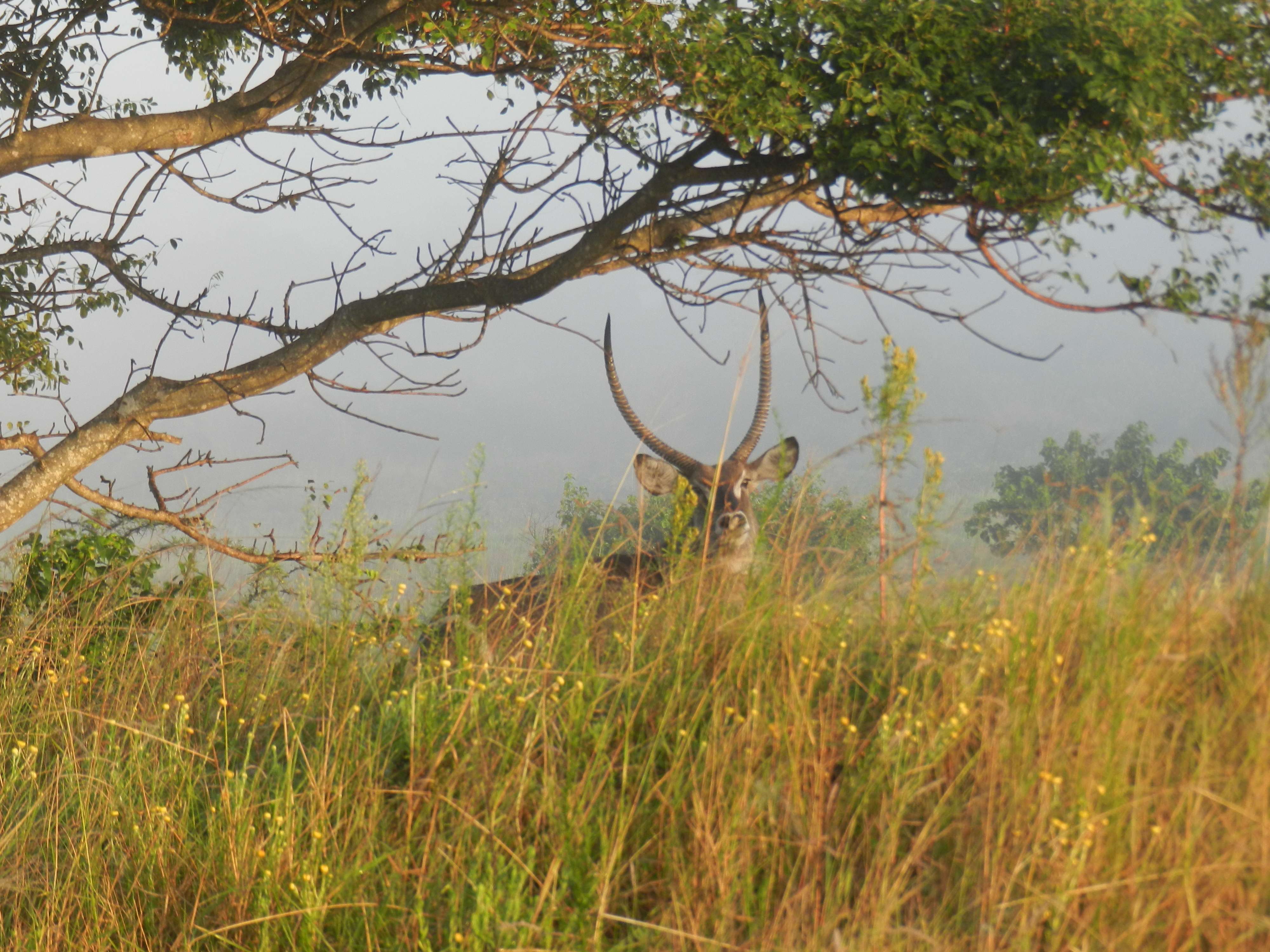 Image of Ellipsen Waterbuck