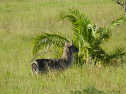 Image of Ellipsen Waterbuck