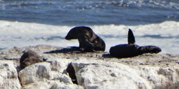 Image of Afro-Australian Fur Seal