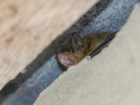 Image of African Yellow Bat