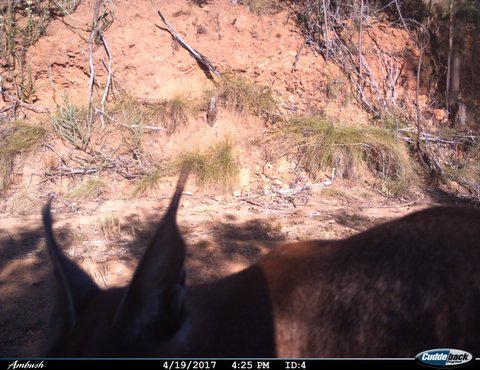 Image of Caracals