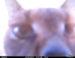 Image of Caracals