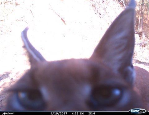 Image of Caracals