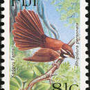 Image of Kadavu Fantail