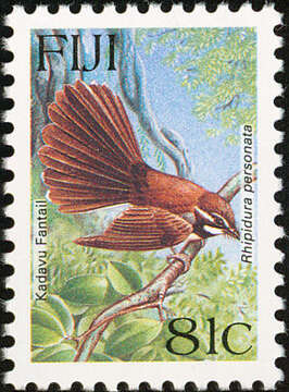 Image of Kadavu Fantail