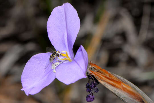 Image of Purple Flag