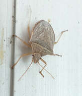 Image of stink bugs