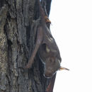 Image of Giant Leaf-nosed Bat
