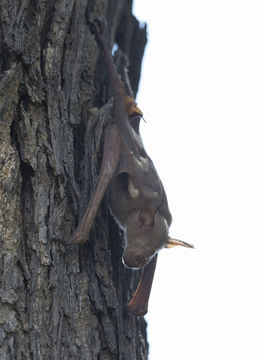 Imagem de <i>Hipposideros gigas</i>