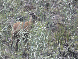 صورة Tragelaphus spekii Speke 1863