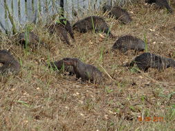 Image of Banded mongooses