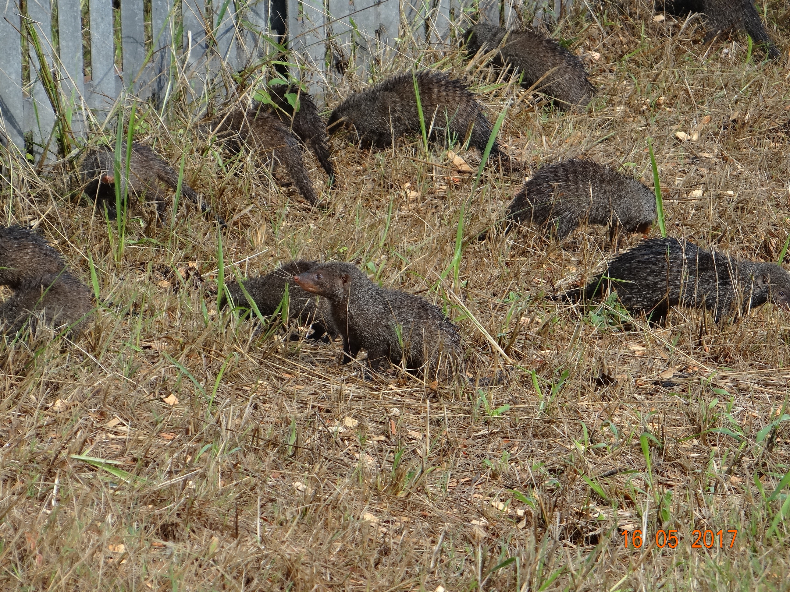 Image of Banded mongooses