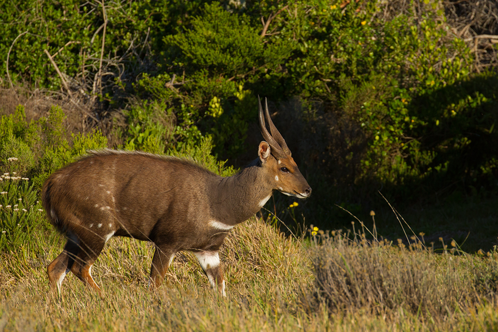 Image of Bushbuck