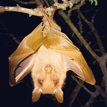 Image of Wahlberg's Epauletted Fruit Bat