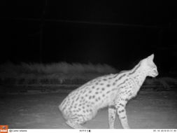 Image of Serval (cat)