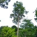 Imagem de Dipterocarpus caudiferus Merr.