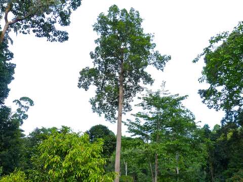 Dipterocarpus caudiferus Merr. resmi