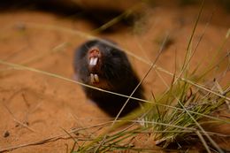 Image of Damara Mole-rat -- Damaraland Mole-rat