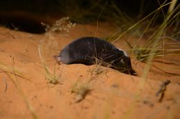 Image of Damara Mole-rat -- Damaraland Mole-rat