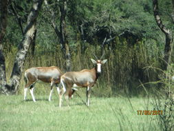 Image of Blesbok