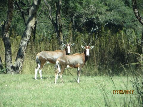 Image of Blesbok