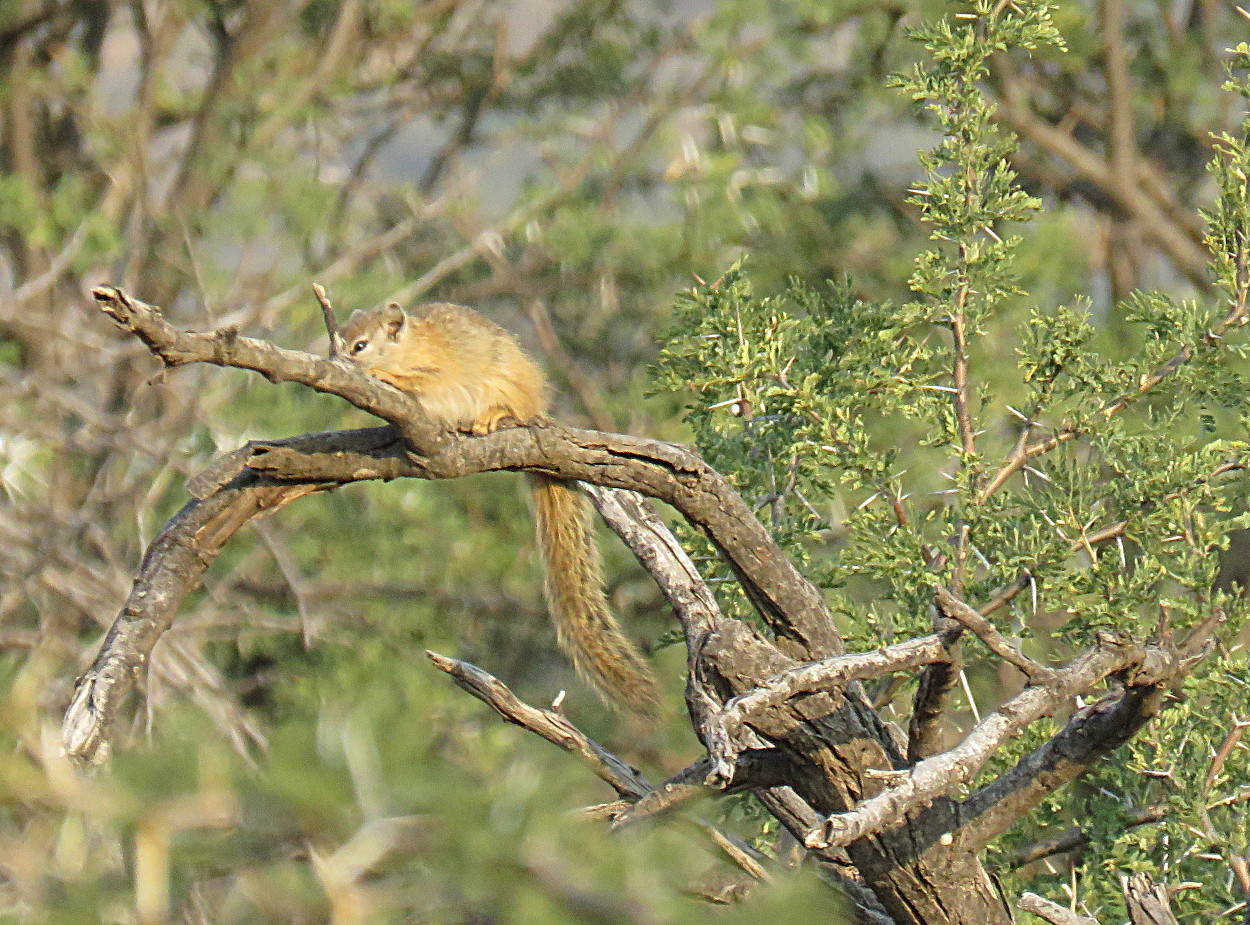 Image of Smith's Bush Squirrel