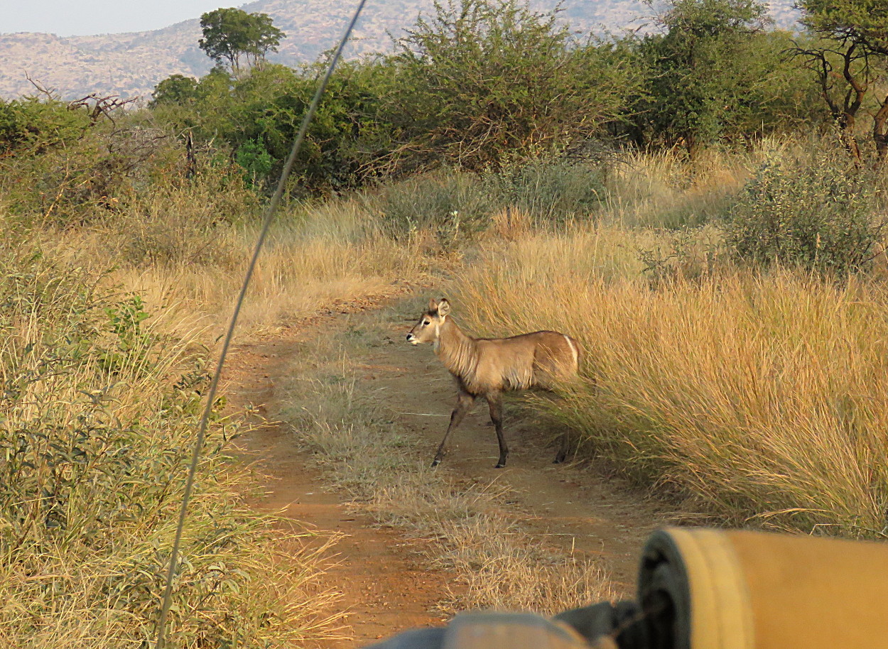 Image of Ellipsen Waterbuck