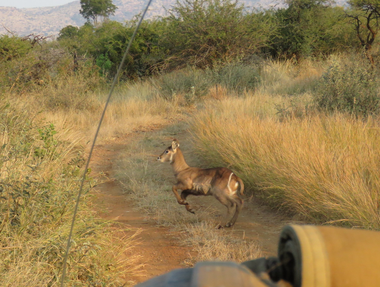 Image of Ellipsen Waterbuck