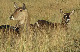 Image of Ellipsen Waterbuck