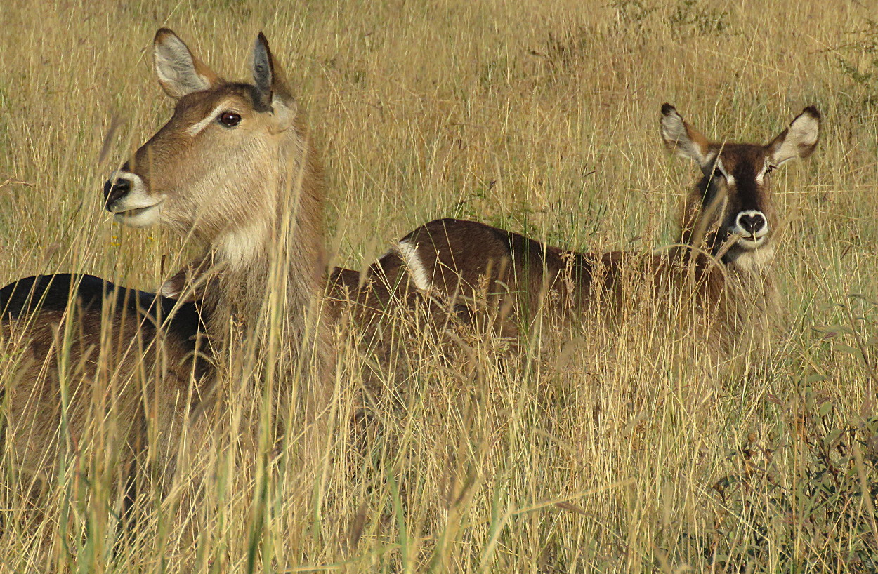 Image of Ellipsen Waterbuck