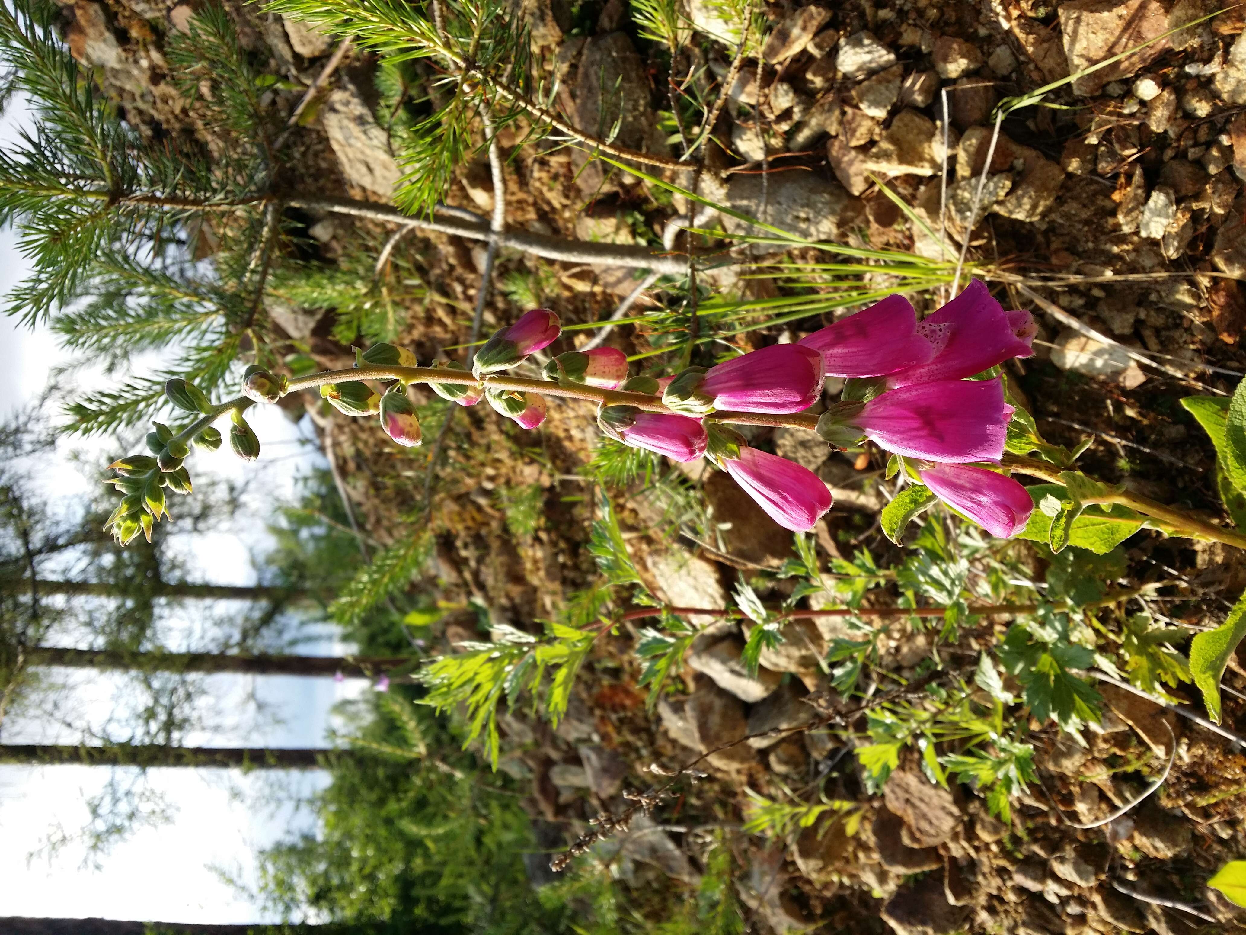 Image of Foxglove