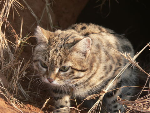 Imagem de Gato-bravo-de-patas-negras