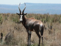 Image of Blesbok