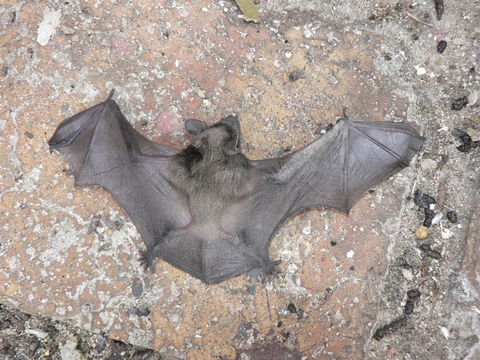 Image of Tadarine Free-tailed Bats