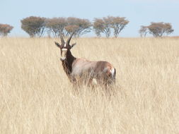 Image of Blesbok