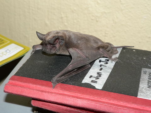 Image of Tadarine Free-tailed Bats